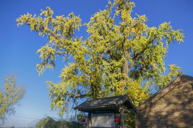 百塔寺古银杏树将迎来最佳观赏期