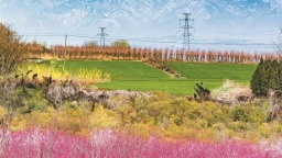 春雪初霁花开早