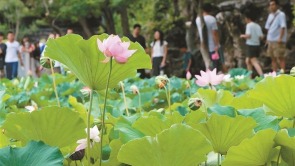 雨后荷花 分外娇