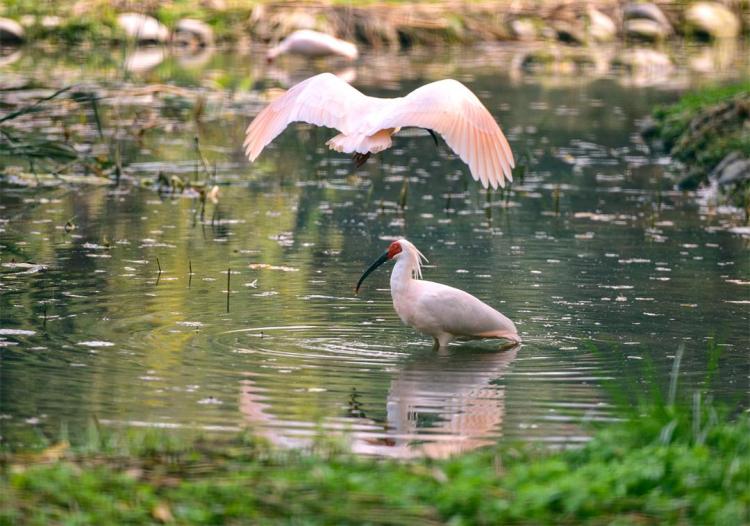 打造人与自然和谐共生的美丽家园 “十四五”西安答卷：数智守护秦岭绿 碧水蓝天映古城_fororder_52