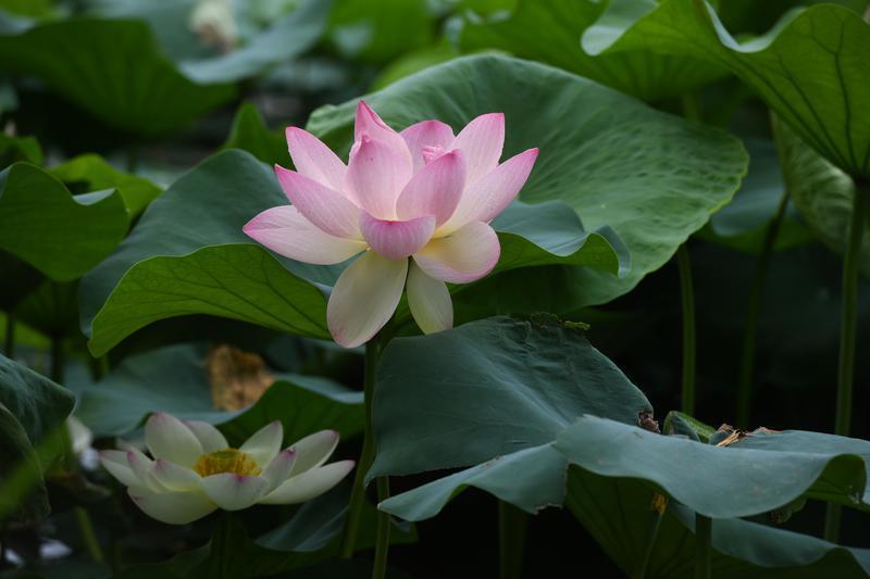 碧叶连天粉荷俏 桃花潭畔夏意浓