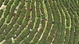 茶香迎客来 绿色产业兴 ——陕西茶产业高质量发展纪实