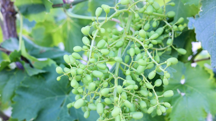 府谷镇黑山村：林下“生态鸡” 啄开幸福门_fororder_图片11