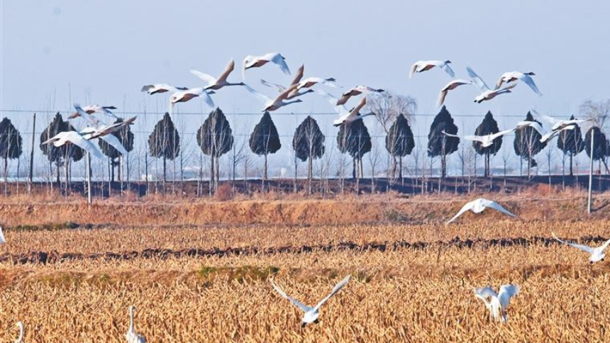 冬日里的“天鹅舞曲”
