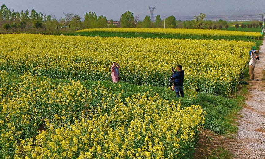 “金色花海”美如画