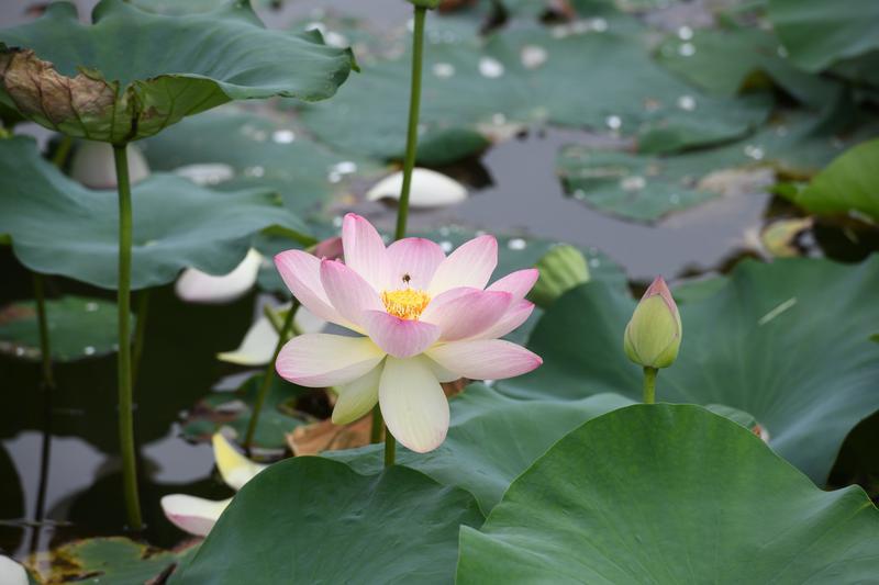 碧叶连天粉荷俏 桃花潭畔夏意浓