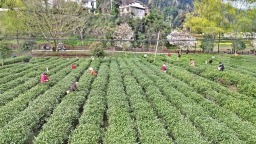 陕南春茶全面开采