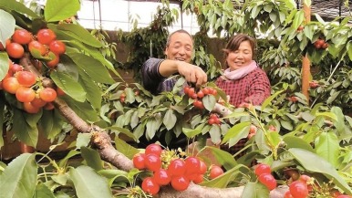 陕西樱桃出口年度首发 澄城樱桃远销中东