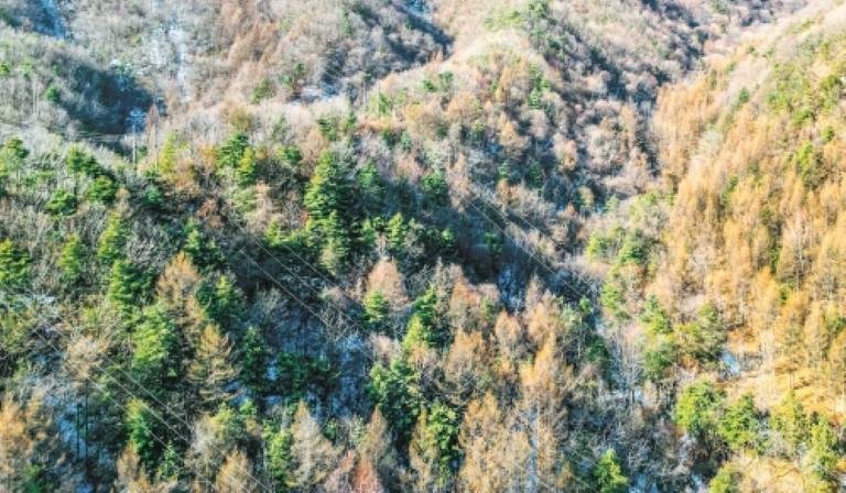 “看病建档”让秦岭山林重焕活力_fororder_微信图片_20260127092517_1079_356