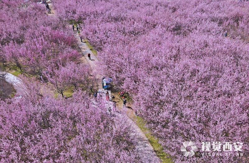 春日梅园花潮涌