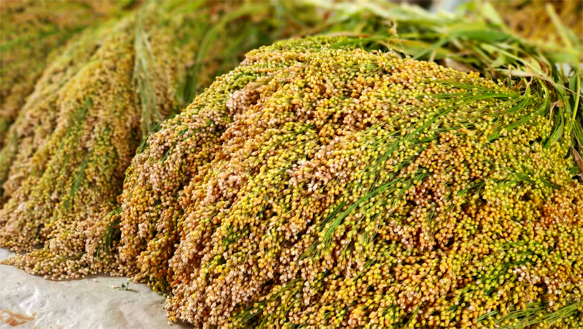 【“县”声夺人】榆林横山：丰收好图景_fororder_图片5