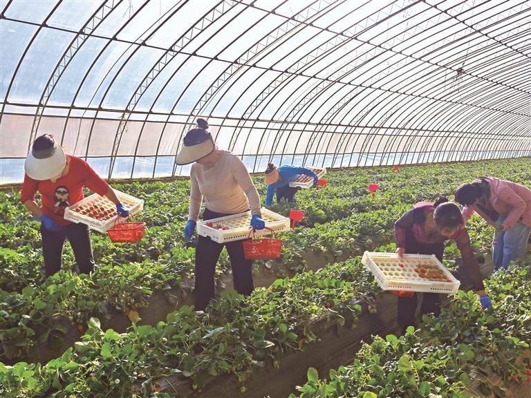 陕西草莓的“国际旅行”_fororder_微信图片_20260228083352_1287_356