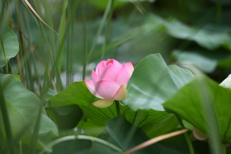 碧叶连天粉荷俏 桃花潭畔夏意浓