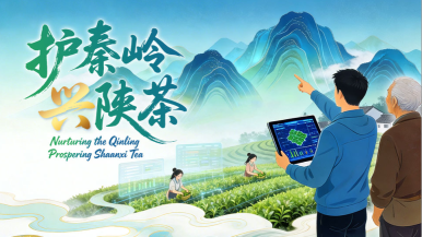 “县”声夺人·春潮起 | 护秦岭 兴陕茶_fororder_微信图片_20260401175112_737_184