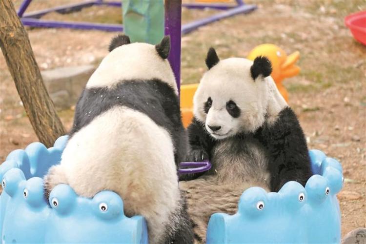 秦岭大熊猫保护迈向种群恢复与生态系统维护阶段_fororder_微信图片_20260116083803_1022_356