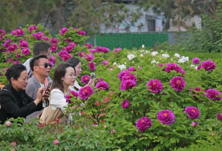 国色天香醉春风 游人如织赏芳华_fororder_微信图片_20260403085041_1605_356