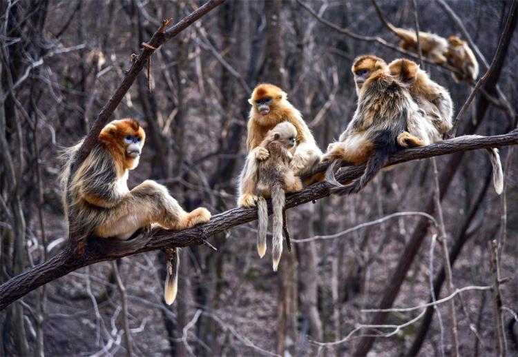 打造人与自然和谐共生的美丽家园 “十四五”西安答卷：数智守护秦岭绿 碧水蓝天映古城_fororder_42