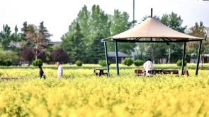 油菜花海引客来