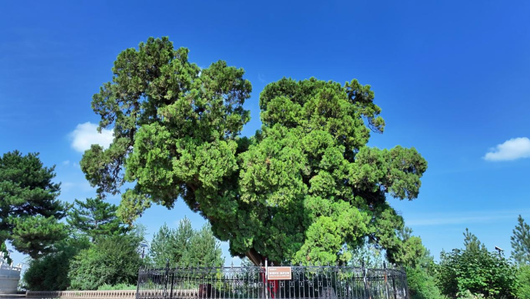 榆林府谷：让古树在保护中“老有所依”_fororder_图片1