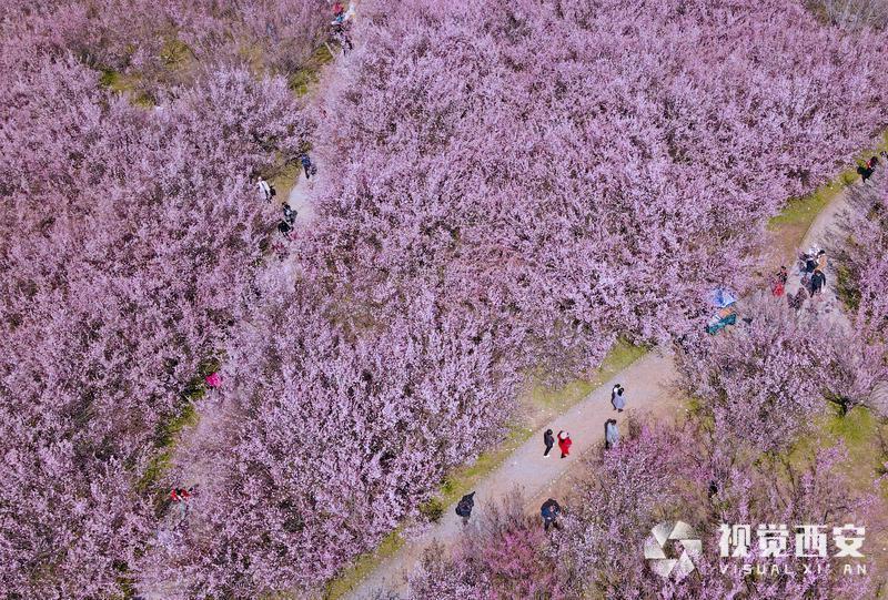 春日梅园花潮涌
