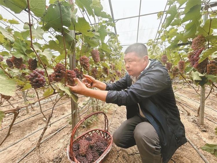 “甜蜜产业”铺就乡村振兴幸福路_fororder_微信图片_20250515091629
