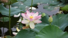 碧叶连天粉荷俏 桃花潭畔夏意浓