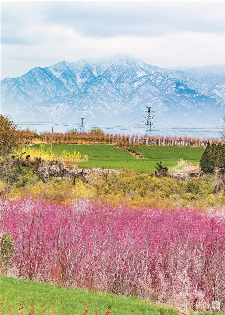 春雪初霁花开早_fororder_微信图片_20260316083753_16803_205