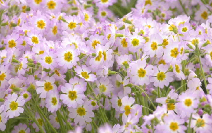 Successful Cultivation of the Endangered Qinling Primula filchnerae in Fuping County, Weinan, Shaanxi