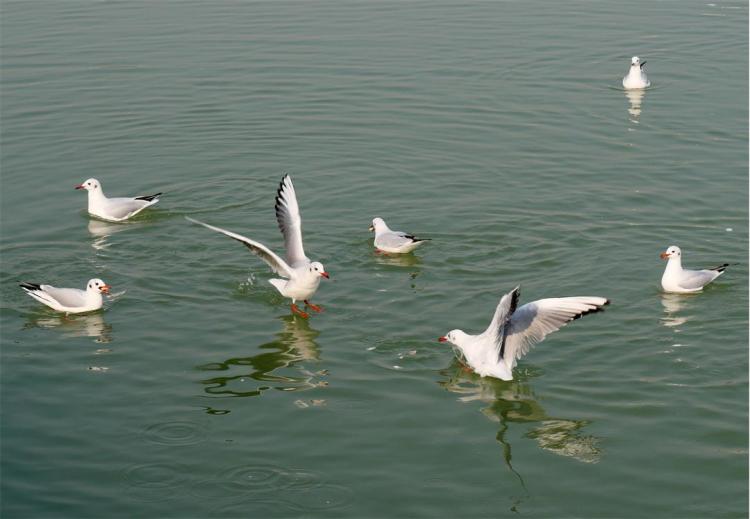 世博园来了红嘴鸥_fororder_2