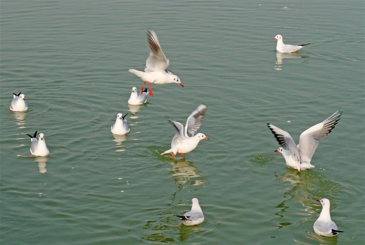 世博园来了红嘴鸥_fororder_3