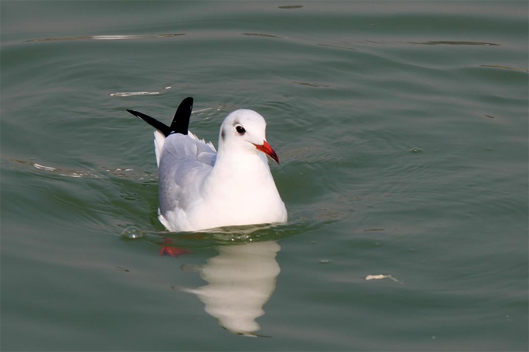世博园来了红嘴鸥