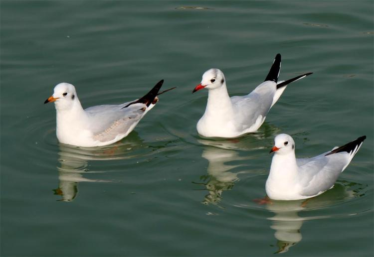 世博园来了红嘴鸥_fororder_5