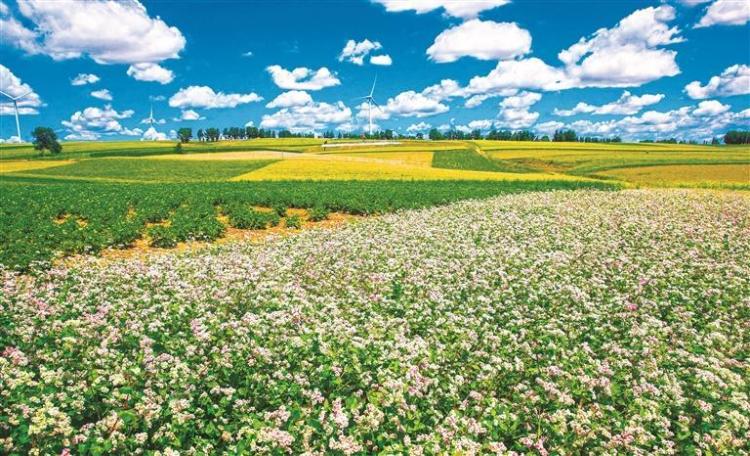 塞上沃野绘新卷 农业强市启新程——榆林以农业现代化谱写乡村振兴新篇章_fororder_微信图片_20260126083028_2809_127