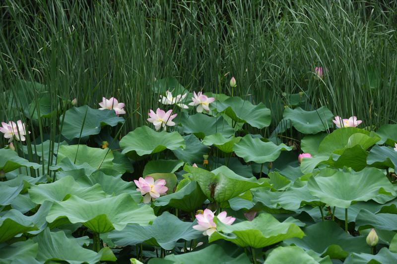 碧叶连天粉荷俏 桃花潭畔夏意浓