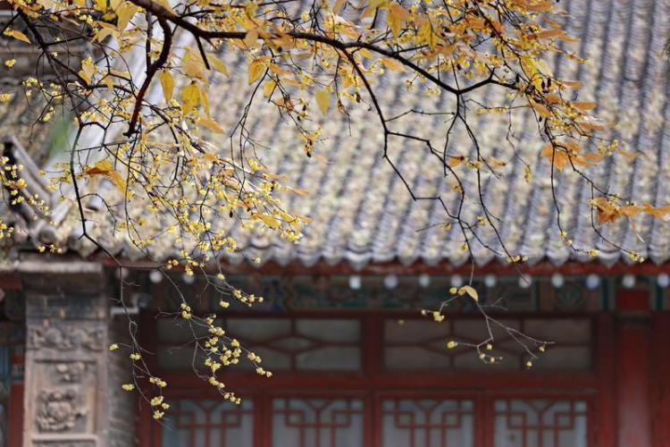 蜡梅绽放冬日里