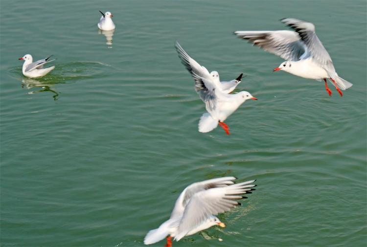 世博园来了红嘴鸥_fororder_4