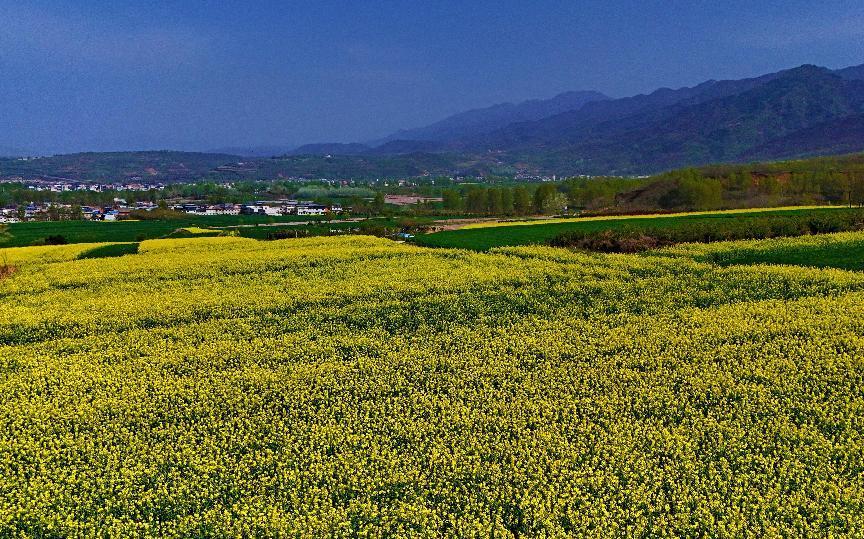 “金色花海”美如画