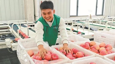 “金果”飘香 扬帆出海