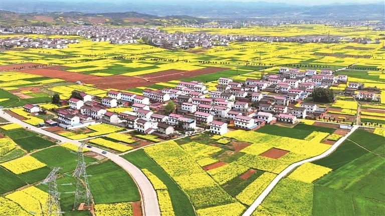 油菜花海迎客来_fororder_微信图片_20260320085916_1465_356