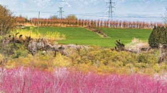 春雪初霁花开早