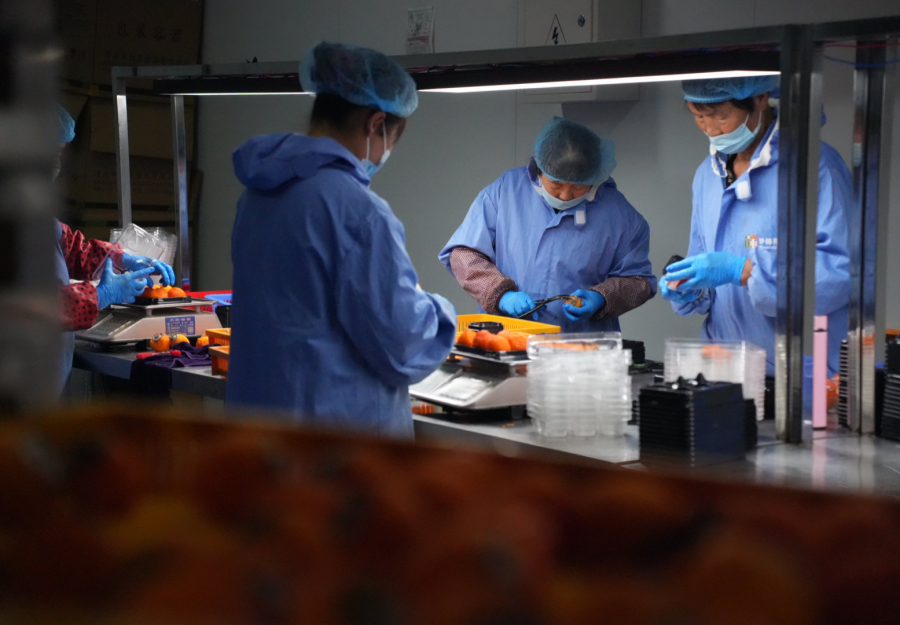 从田间到世界 富平柿子产业的创新发展之路