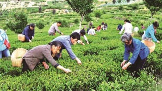 2026紫阳富硒茶开园暨“开麦吧！茶乡”茶文旅融合系列活动4月4日启幕