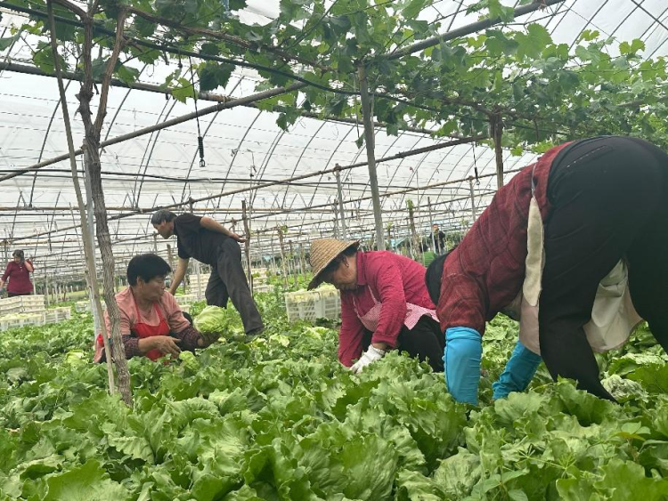 西安高新区探索“葡萄+蔬菜”套种模式 实现生态与效益双赢_fororder_图片4