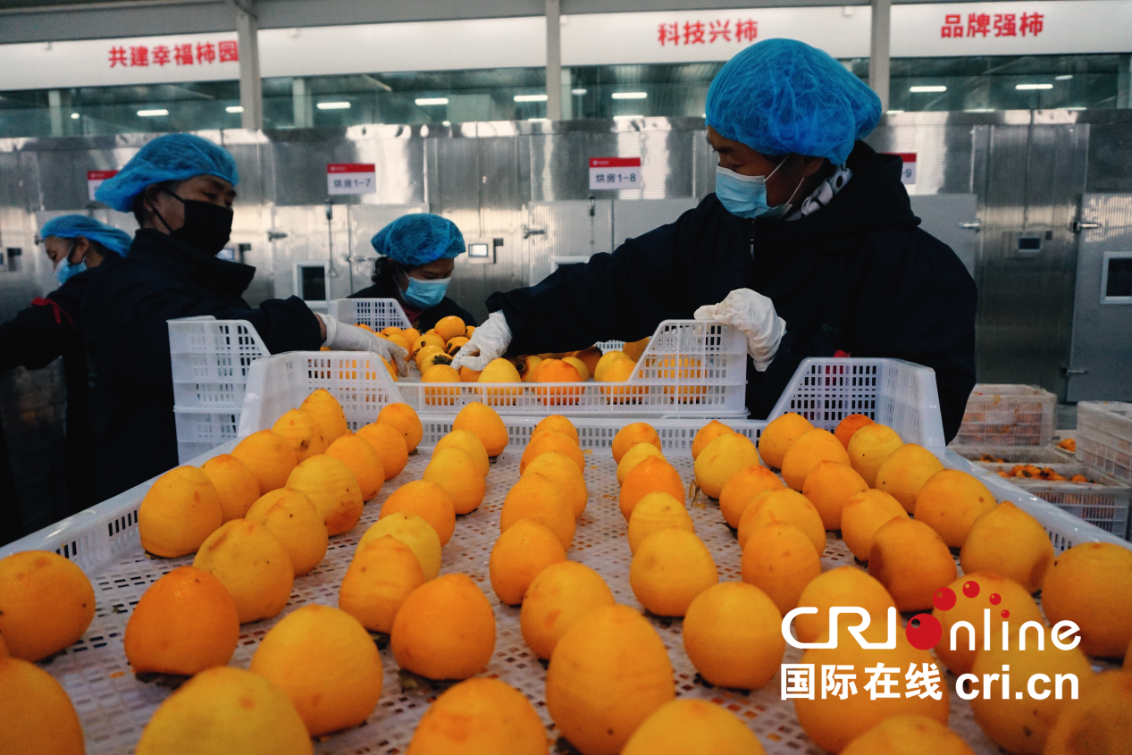 【至“陕”至美】渭南富平：红柿映黄土 秋收正当时_fororder_图片6