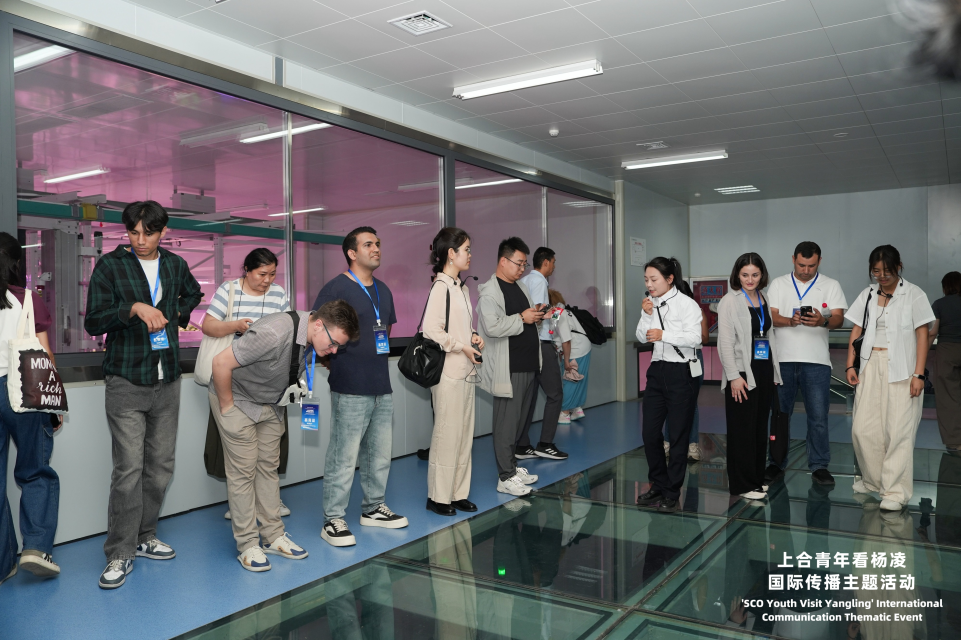 云端种菜改写农业未来 上合青年探秘杨凌农业“智慧大脑”_fororder_图片3
