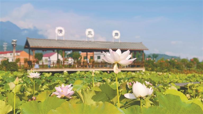 “赏花经济”激发农文旅消费新活力_fororder_微信图片_20260615083123_2042_356