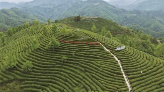 做好茶文章 一叶兴百业
