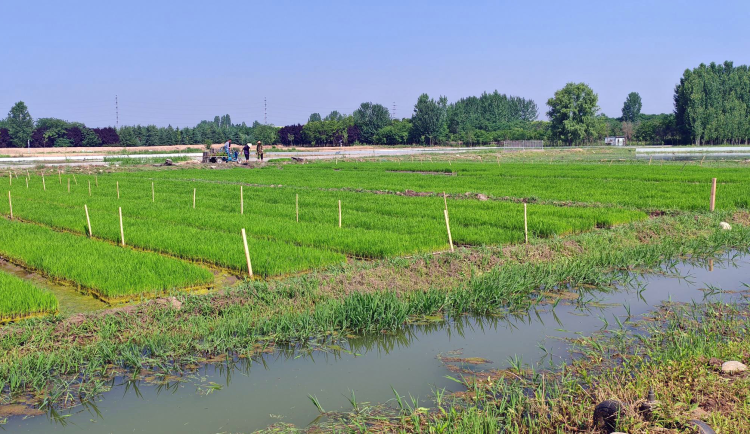 西安高新区：优质“新品种”助力水稻增产增收_fororder_图片4