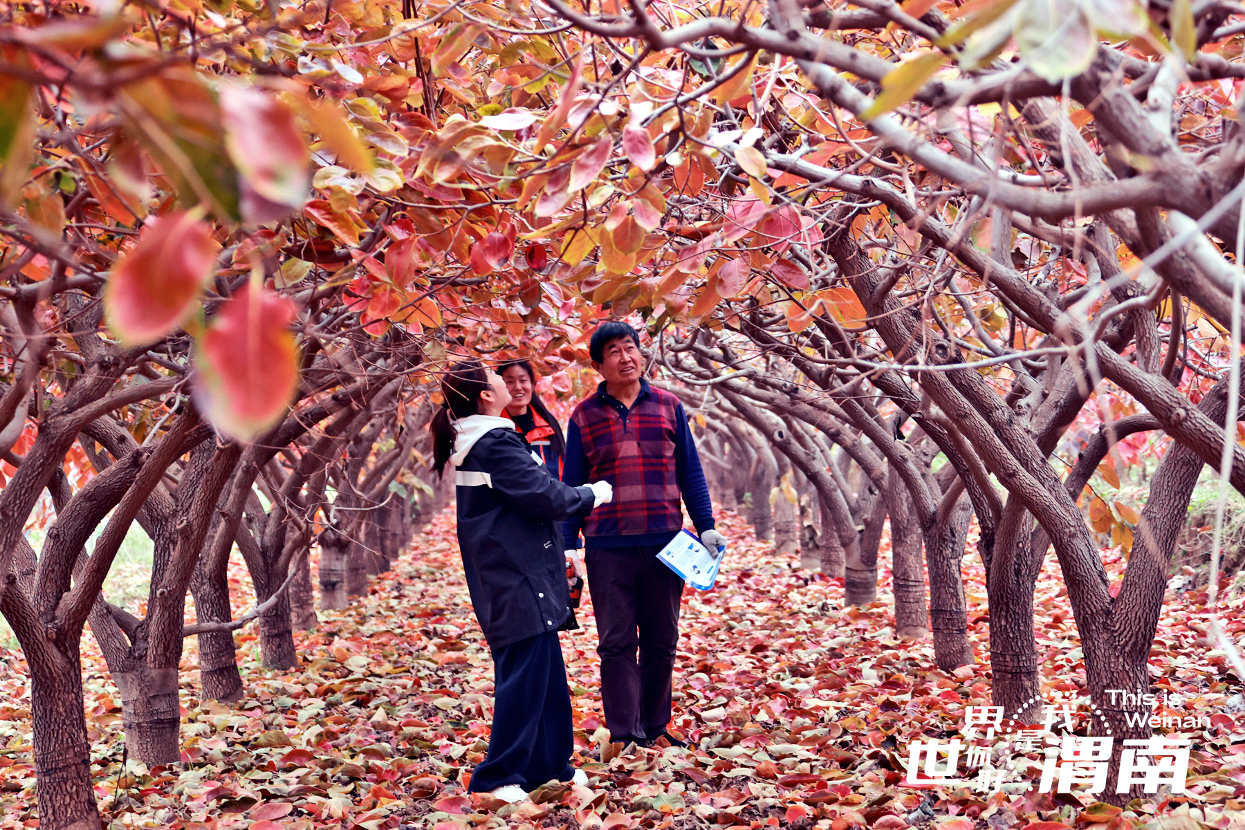 【镜观陕西·33期】柿叶添红景  同州减绿阴