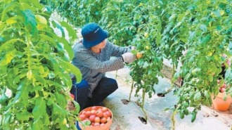 全季西红柿产销两旺　高陵果丰人欢日子甜